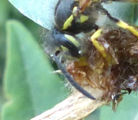 Vespula vulgaris
